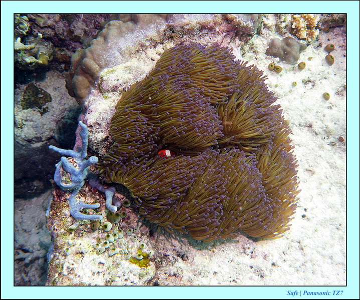 2011 - 08 - Borneo - Mataking 69